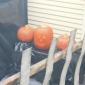 talking_pumpkin_1000